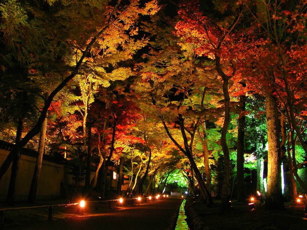 نورپردازی درختان با ال ای دی رنگی
