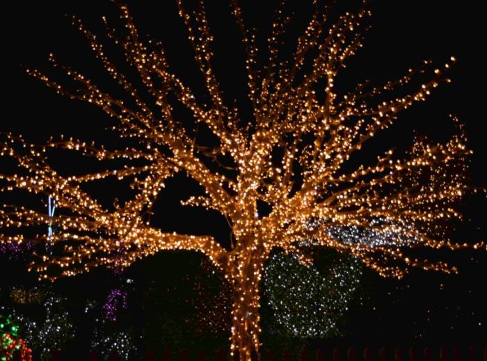 المان درختی - Image 4