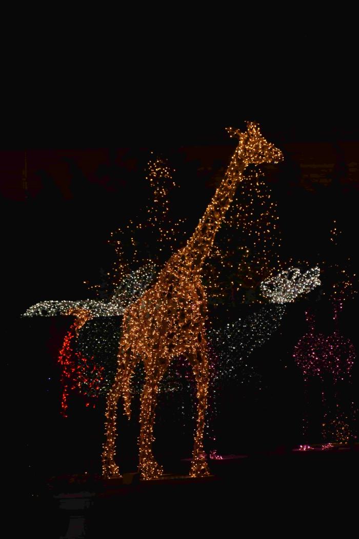 المان حیوانات - Image 9