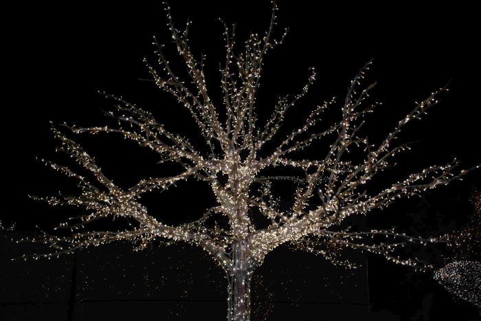 المان درختی - Image 3